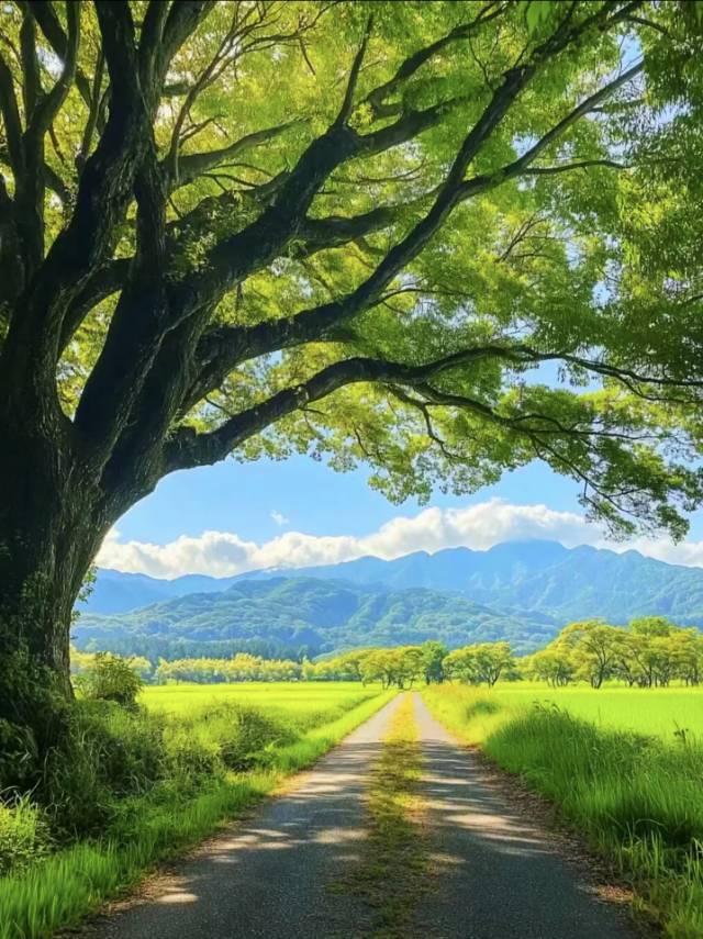 苦瓜大王