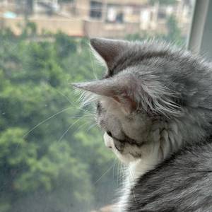 miumiu