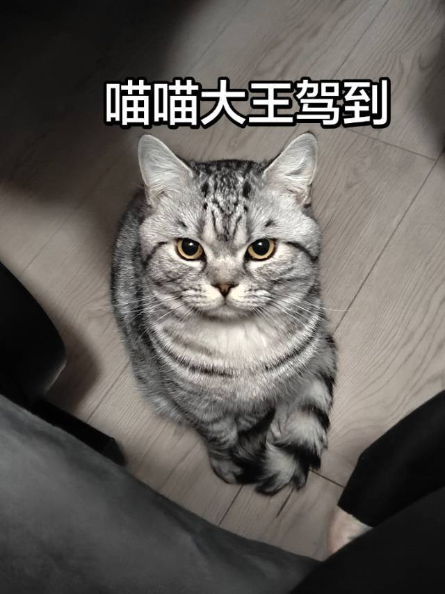 喵喵喵