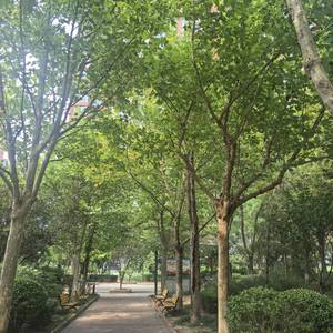 房东直租,急租