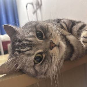 大奕