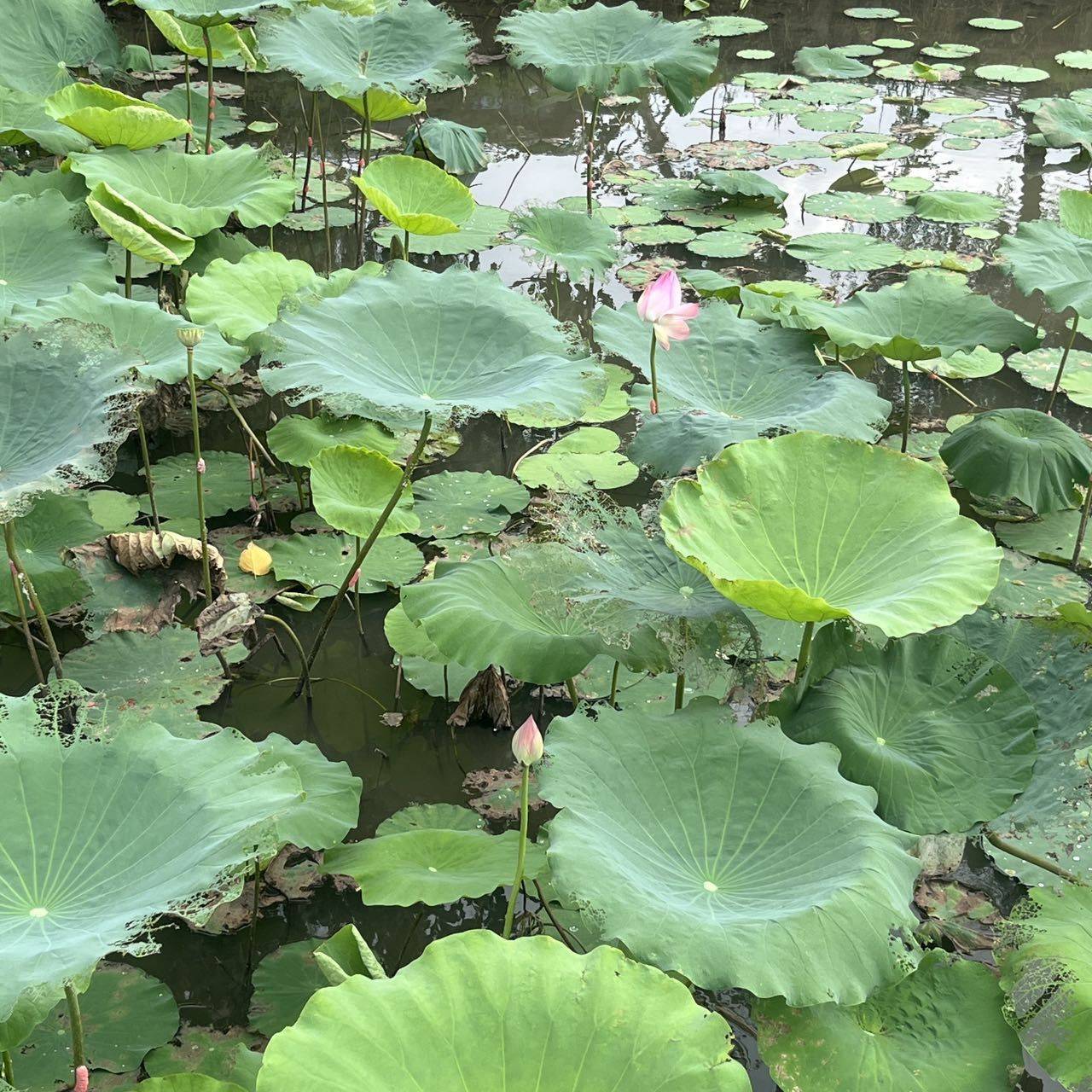 薇薇
