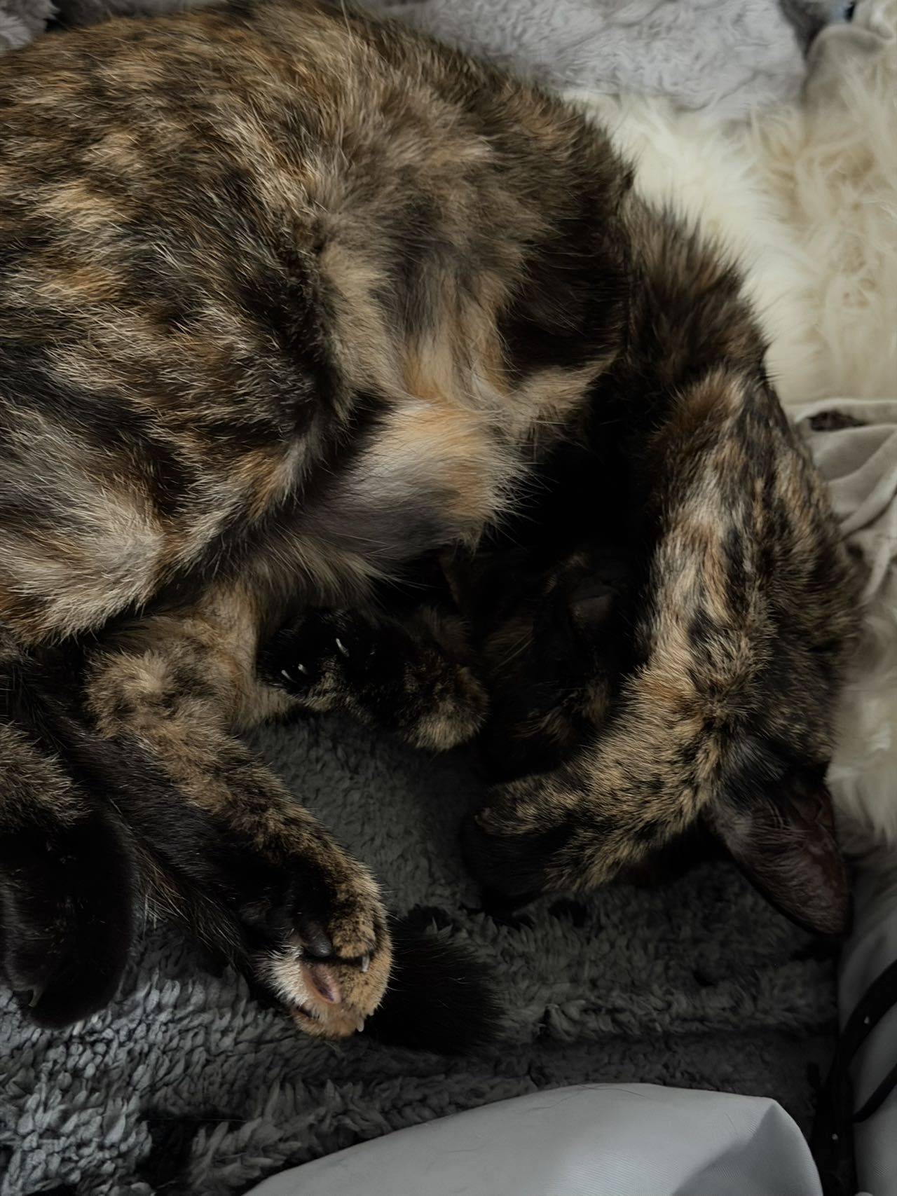 CatTree