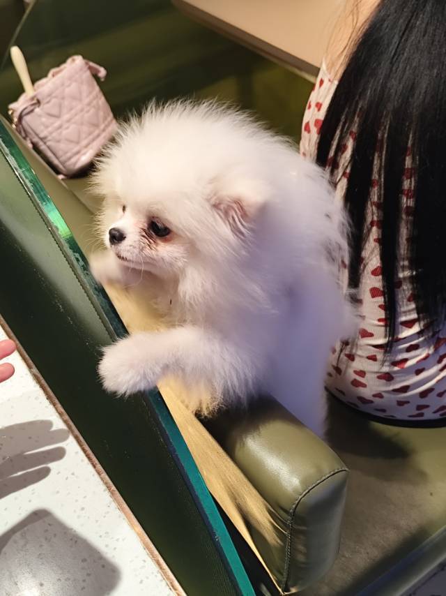 敌特可卡