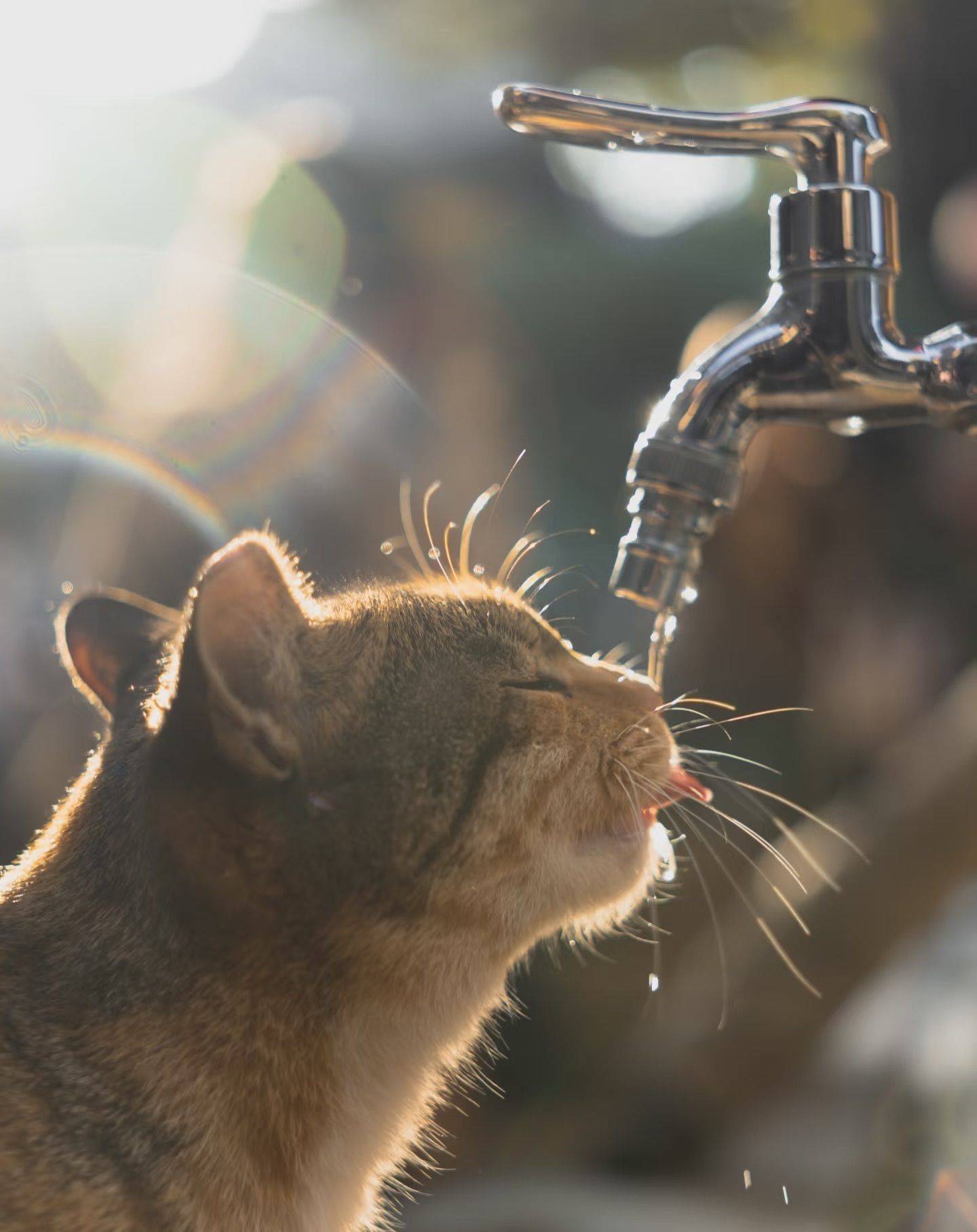 爱笑的机器猫