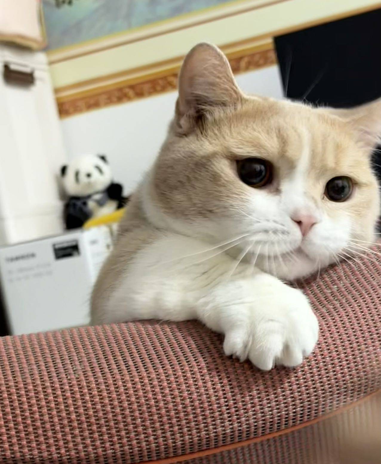 半生瓜