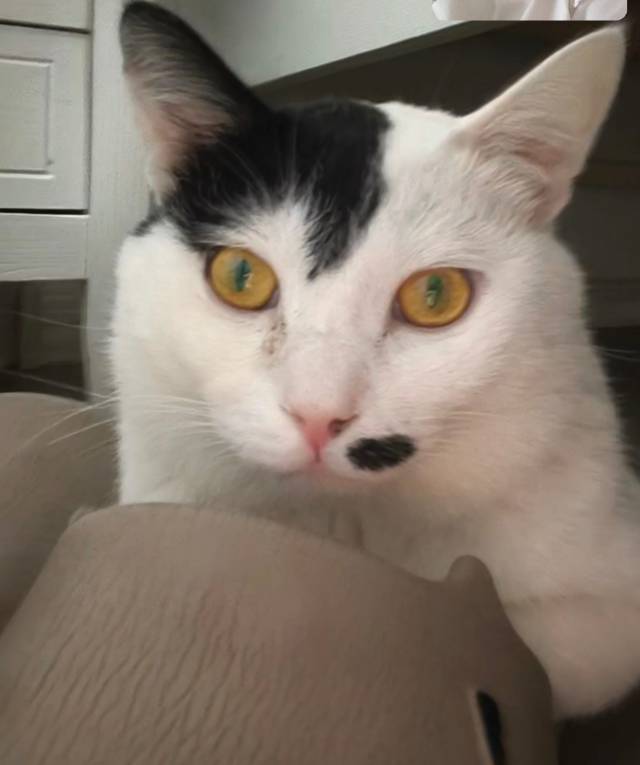 奥利奥