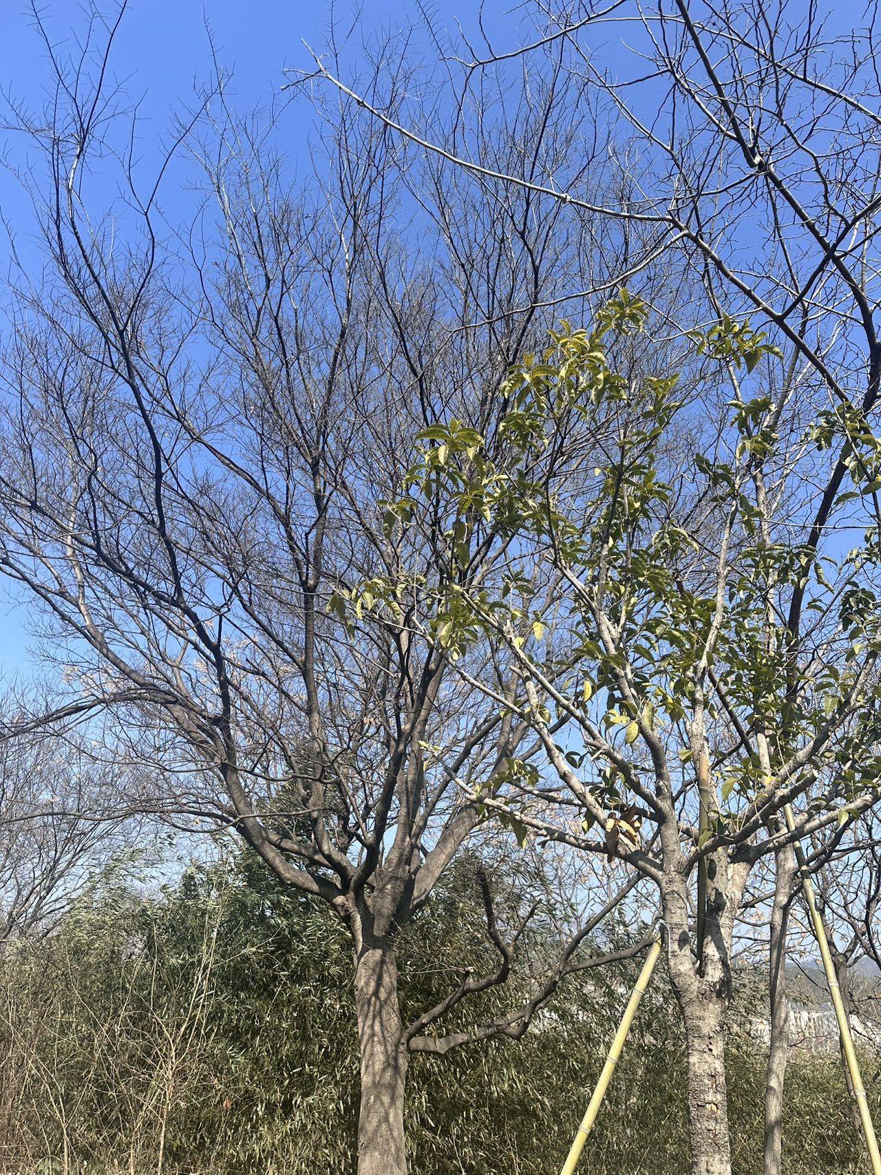 后来
