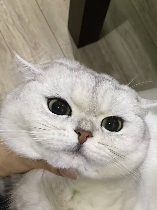 星渝
