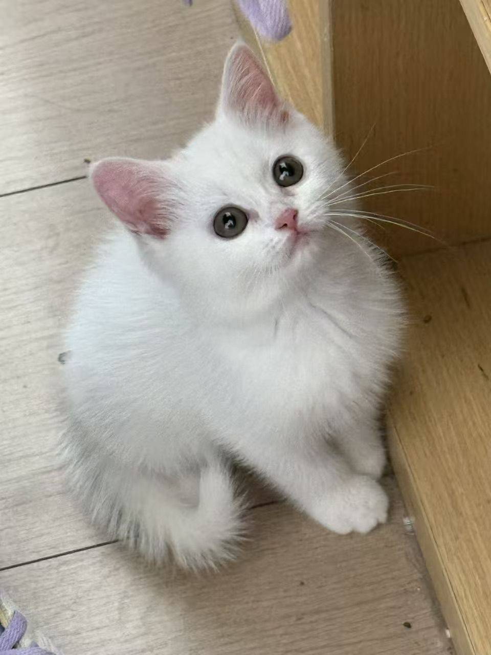 嘟嘟嘟
