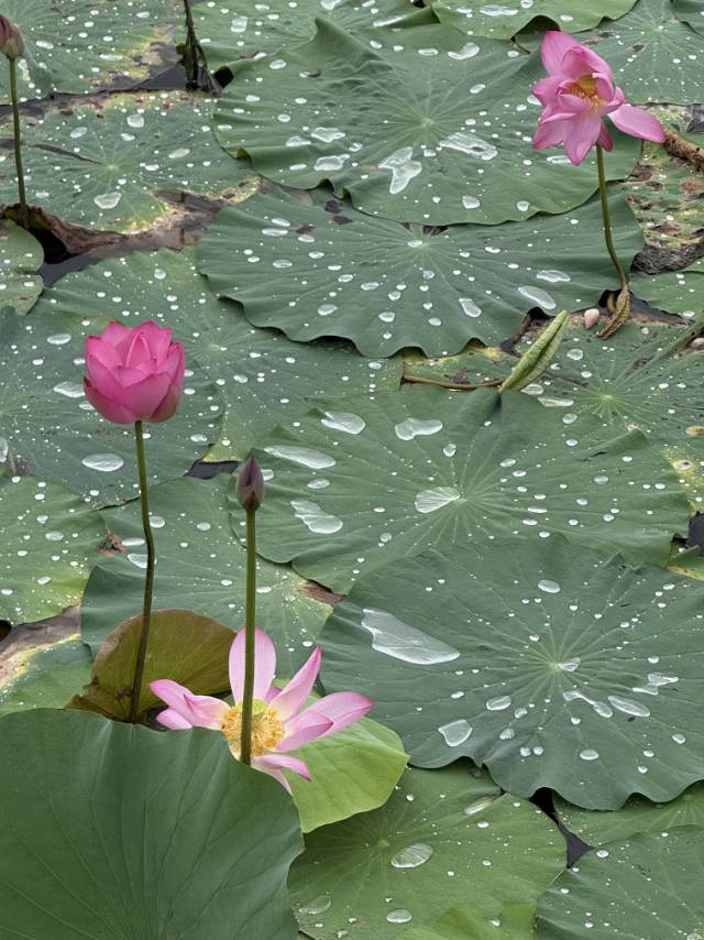 流芳