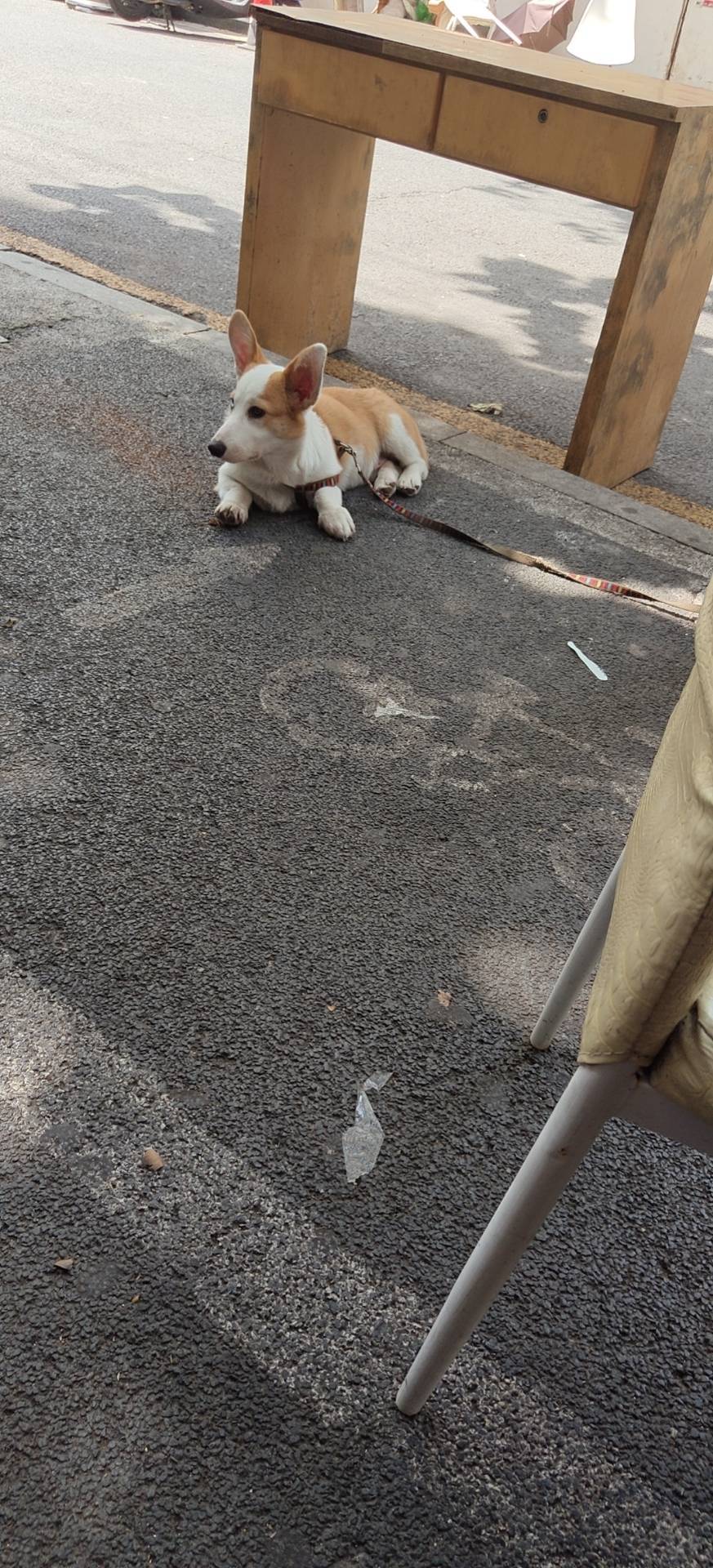 辉少