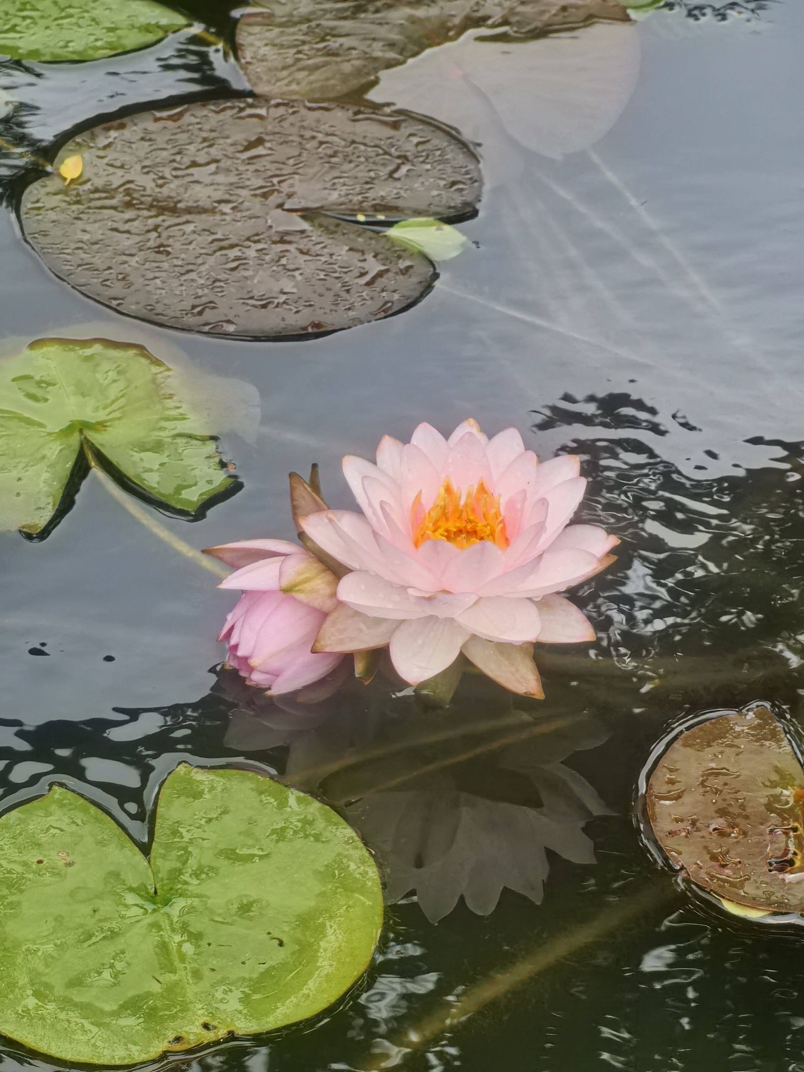 兰花草