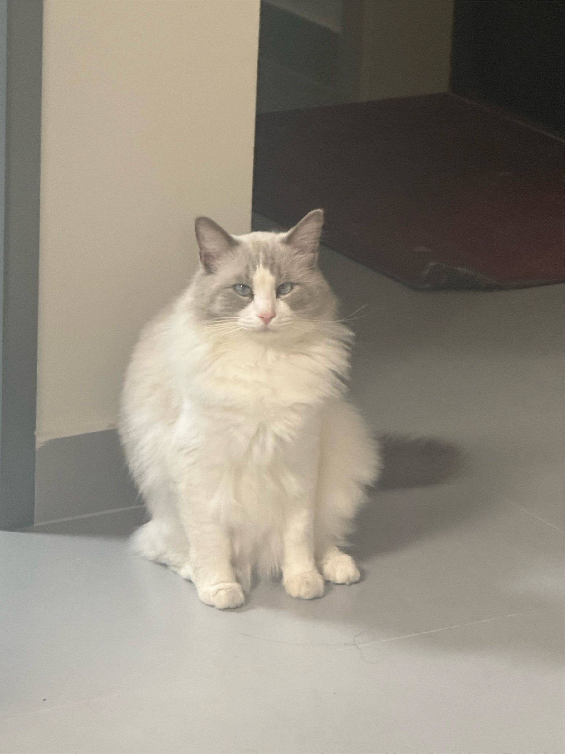 苍狗