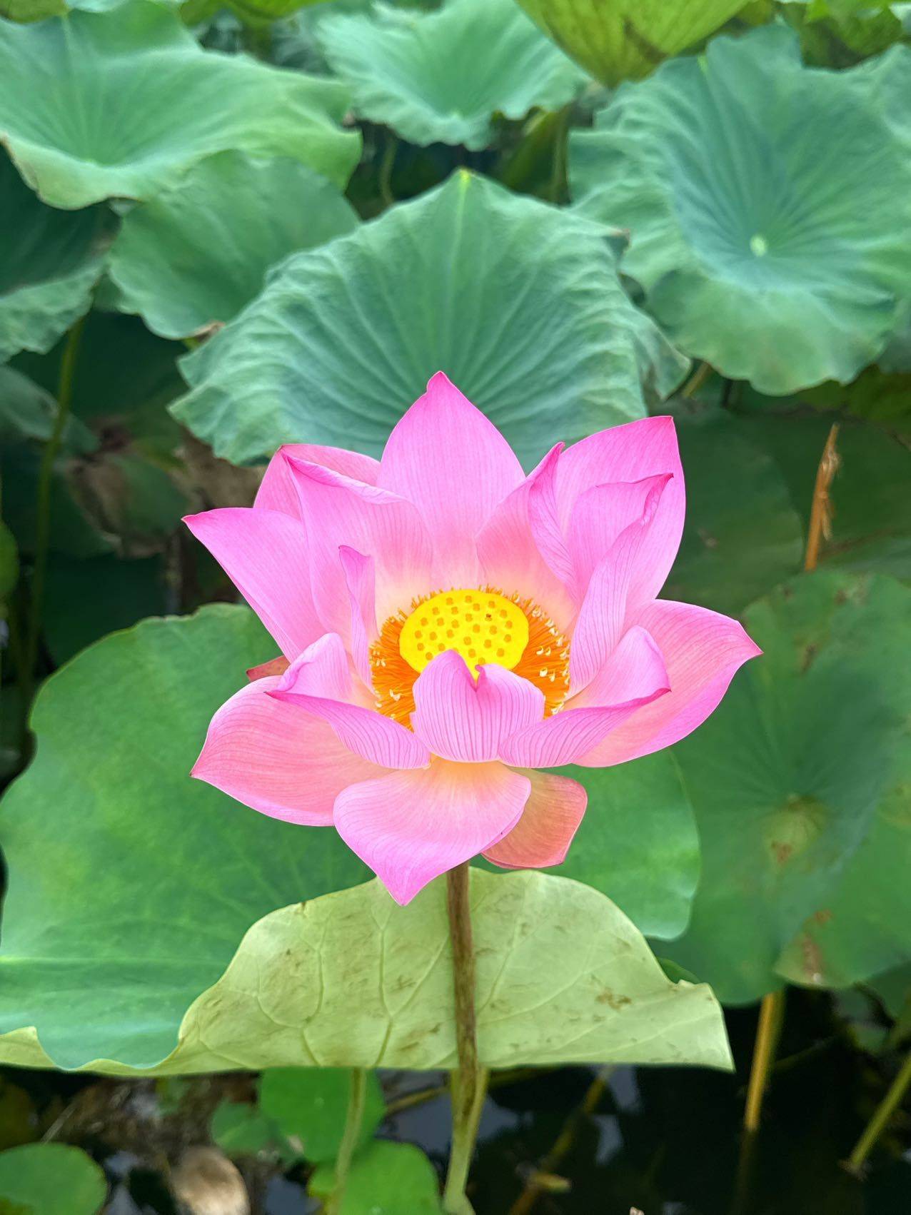 小米