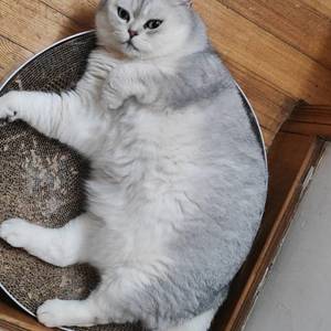 3猫1狗