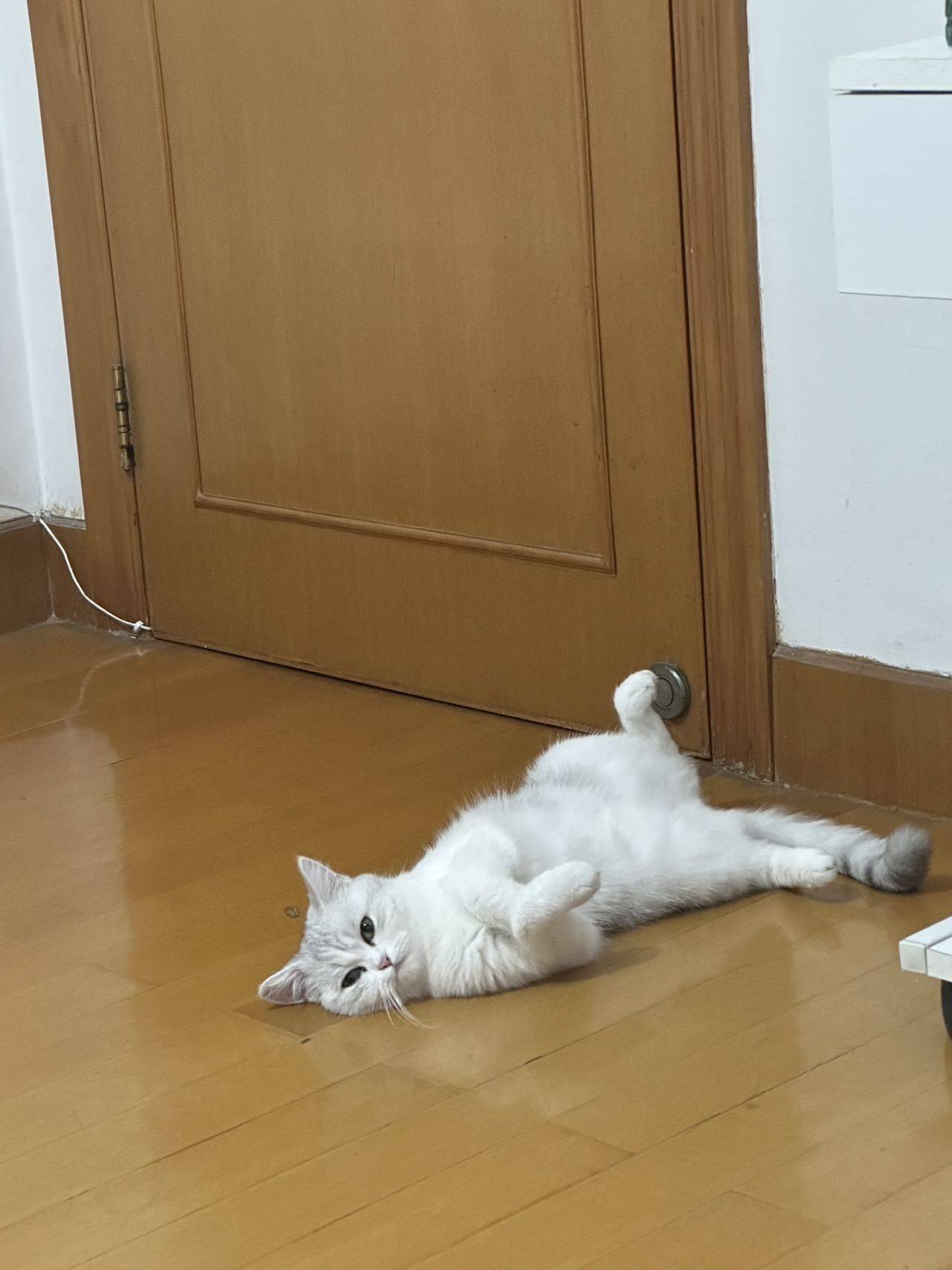 🐱