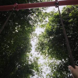 静静绽放