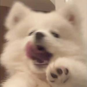 观枕禾