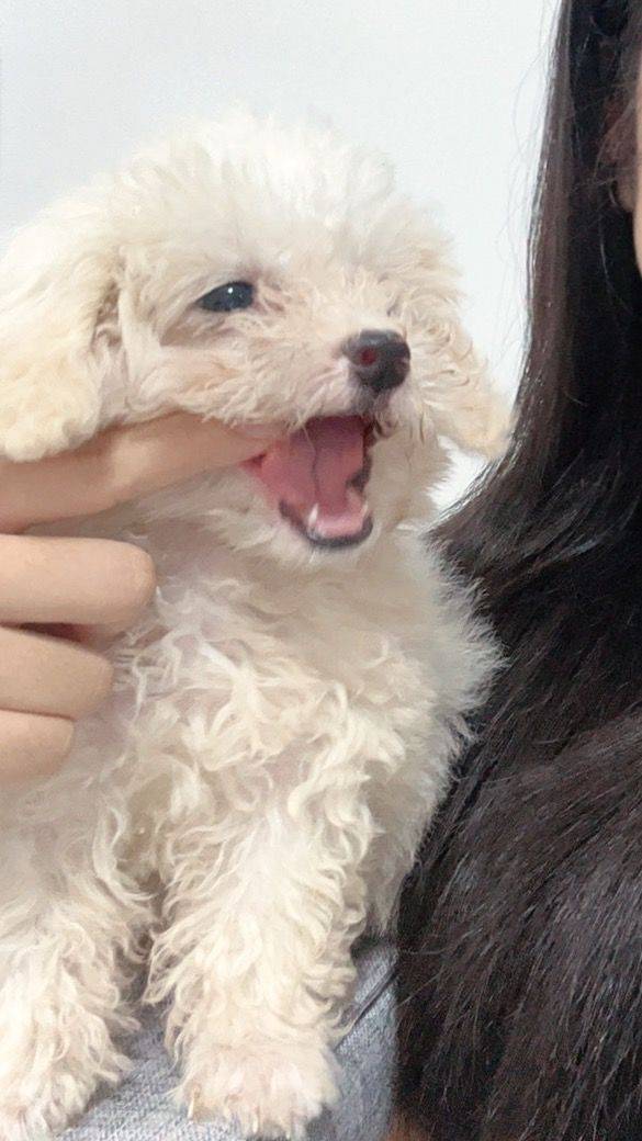羊羊