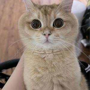 汤圆