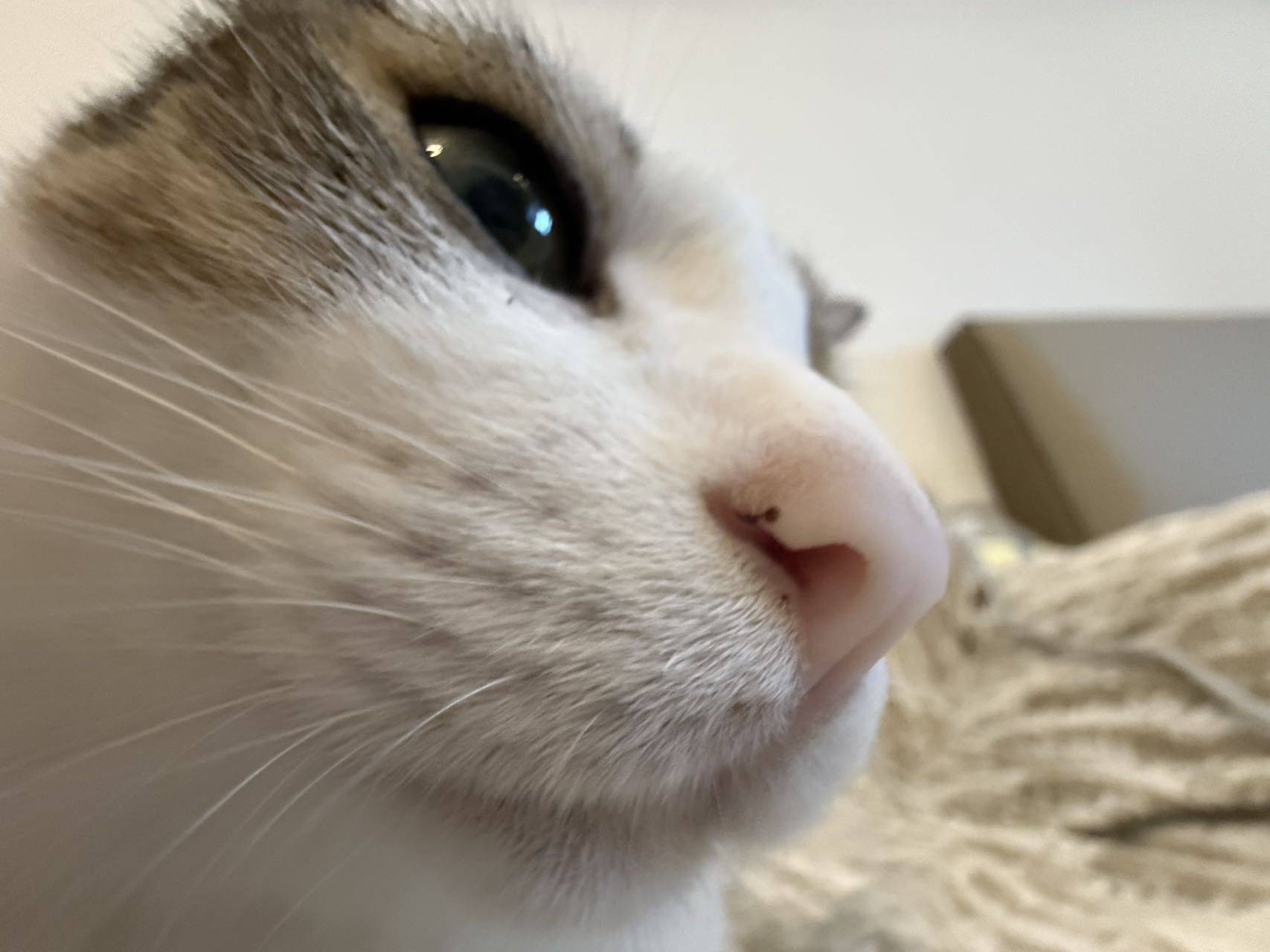 圆
