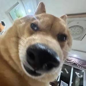 芒果绵绵冰