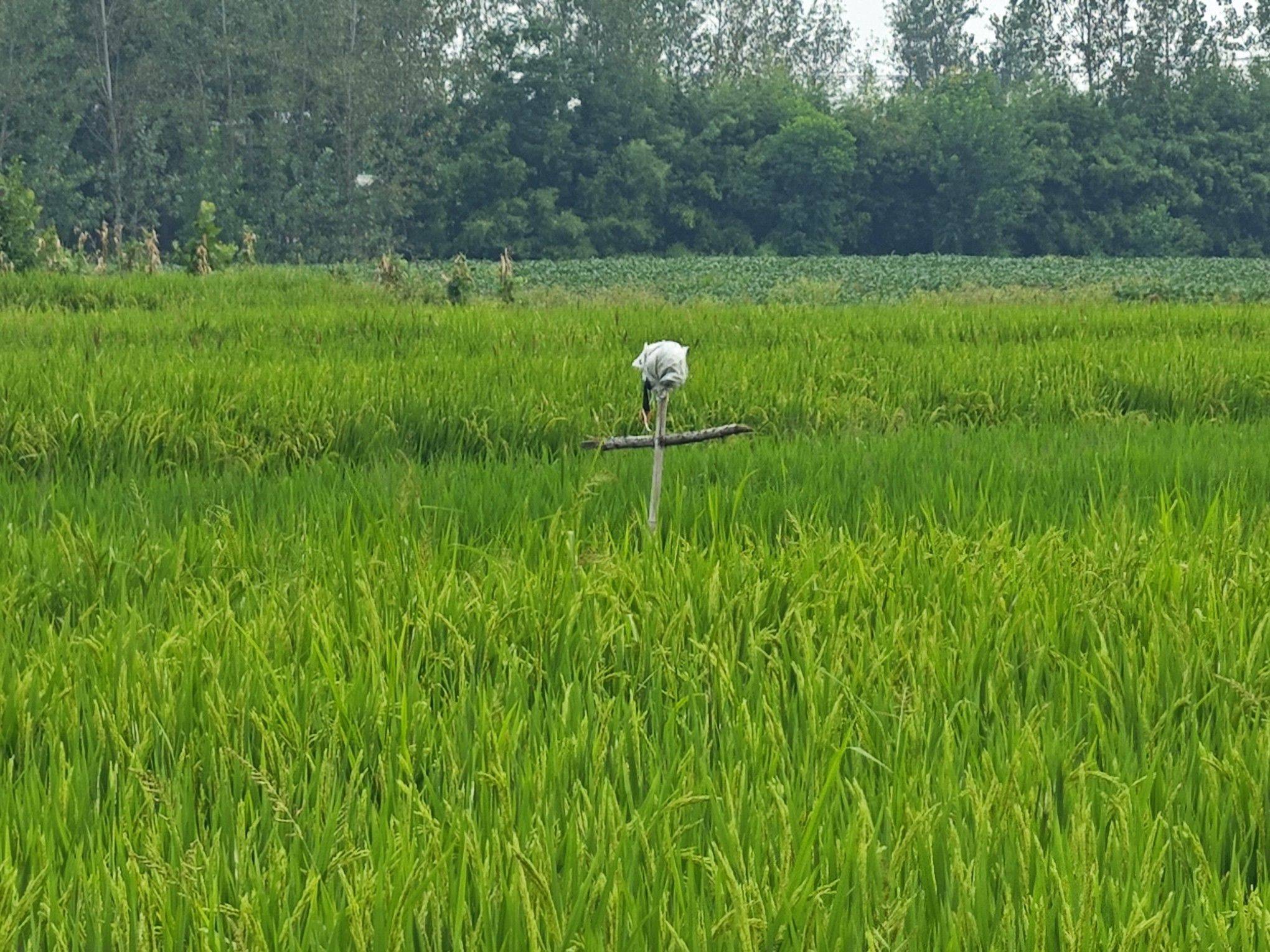 夏天
