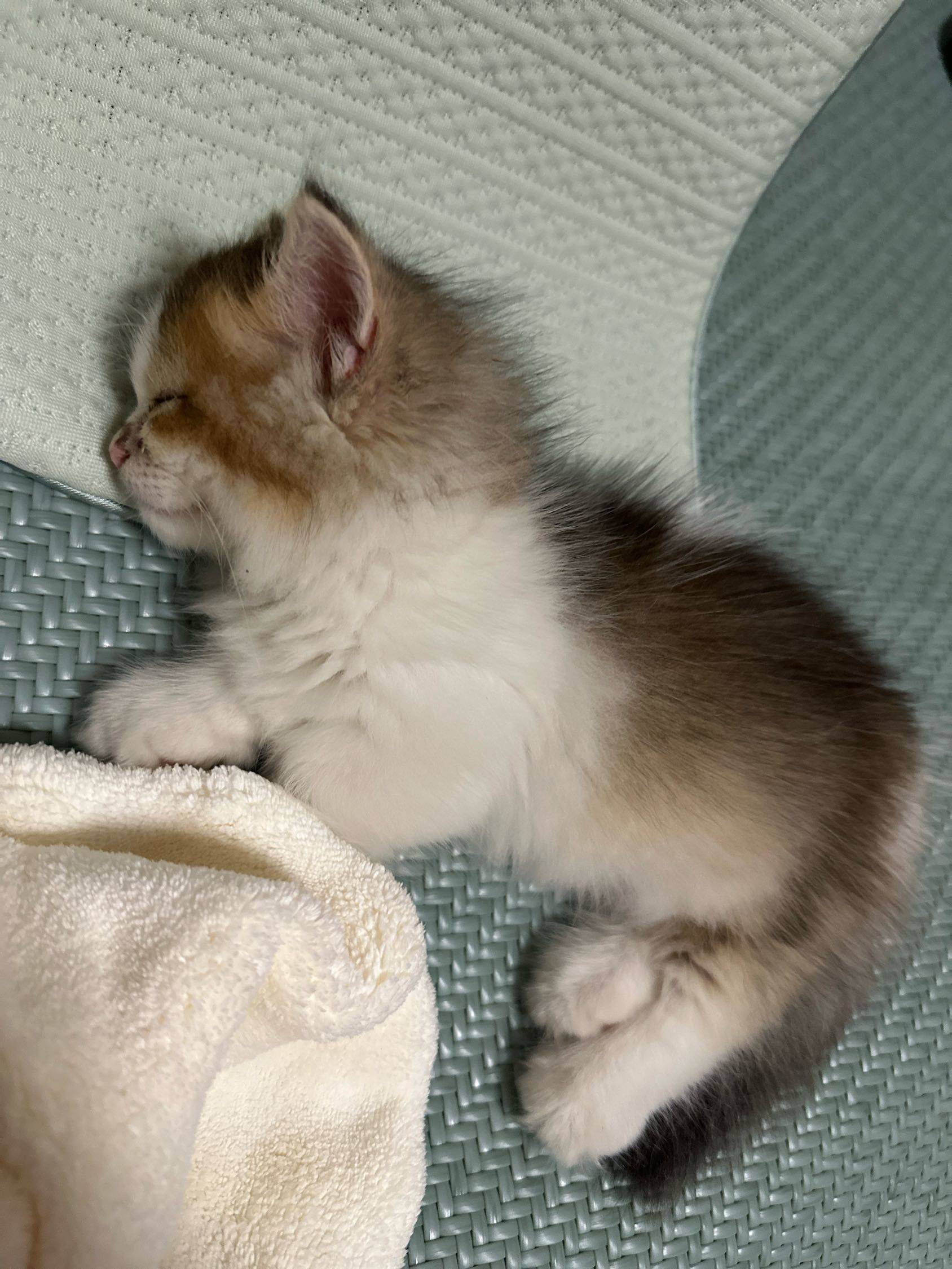 我的小猫