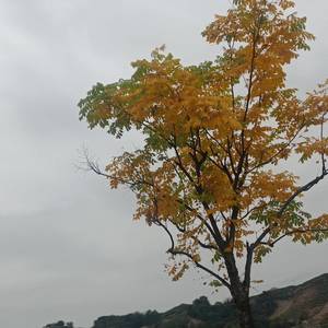 鼎建