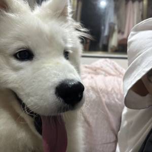 安安