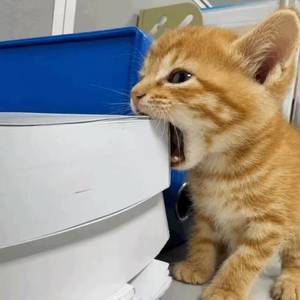 yiiii
