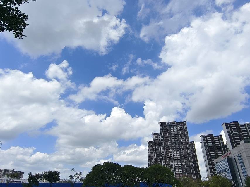 手掌