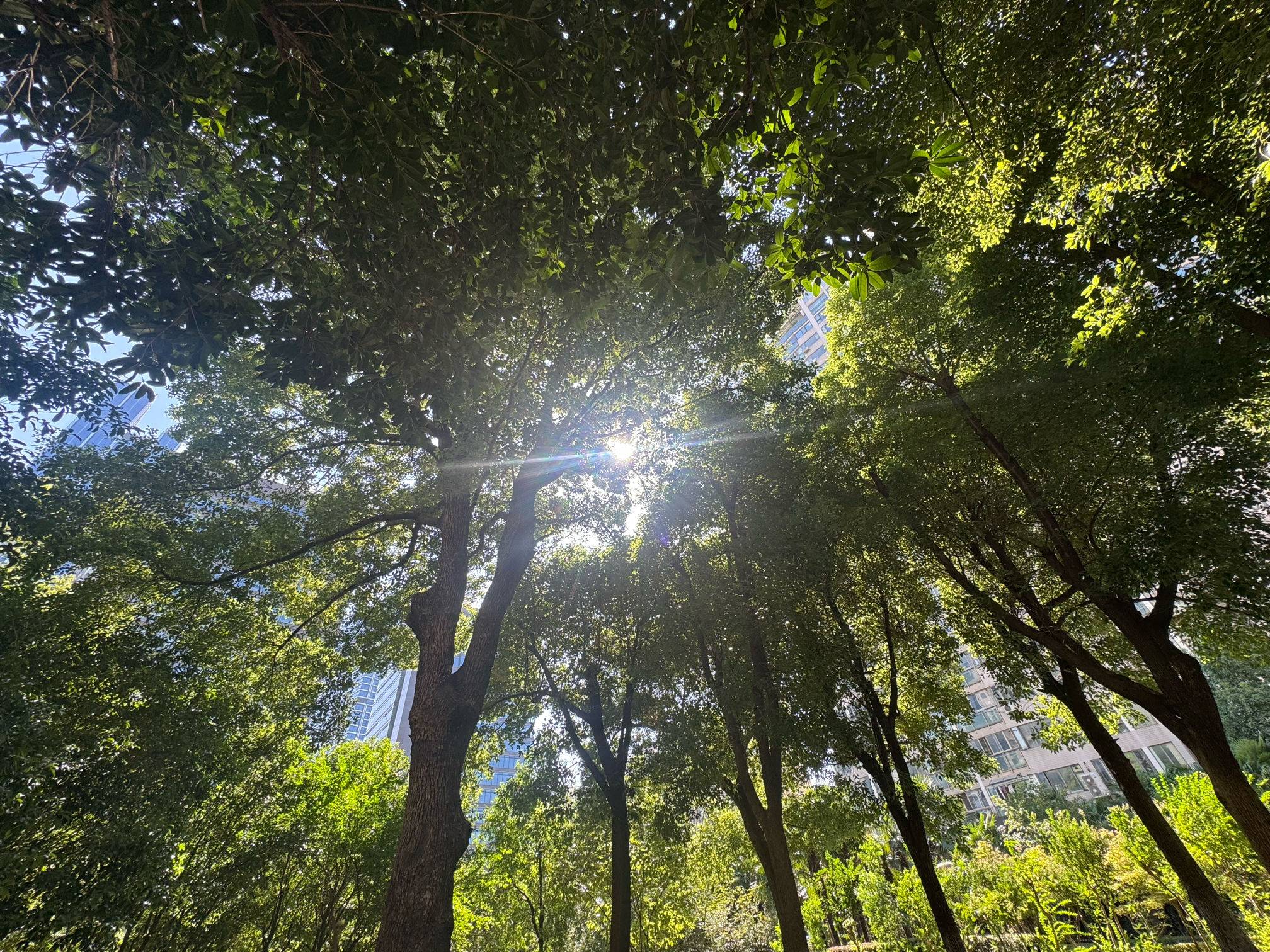泽