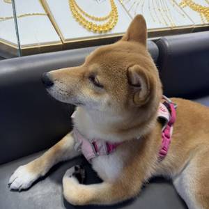 冰糖葫芦五加皮