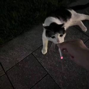 不爱吃鱼的加菲猫