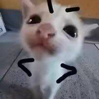 马铃薯小点新
