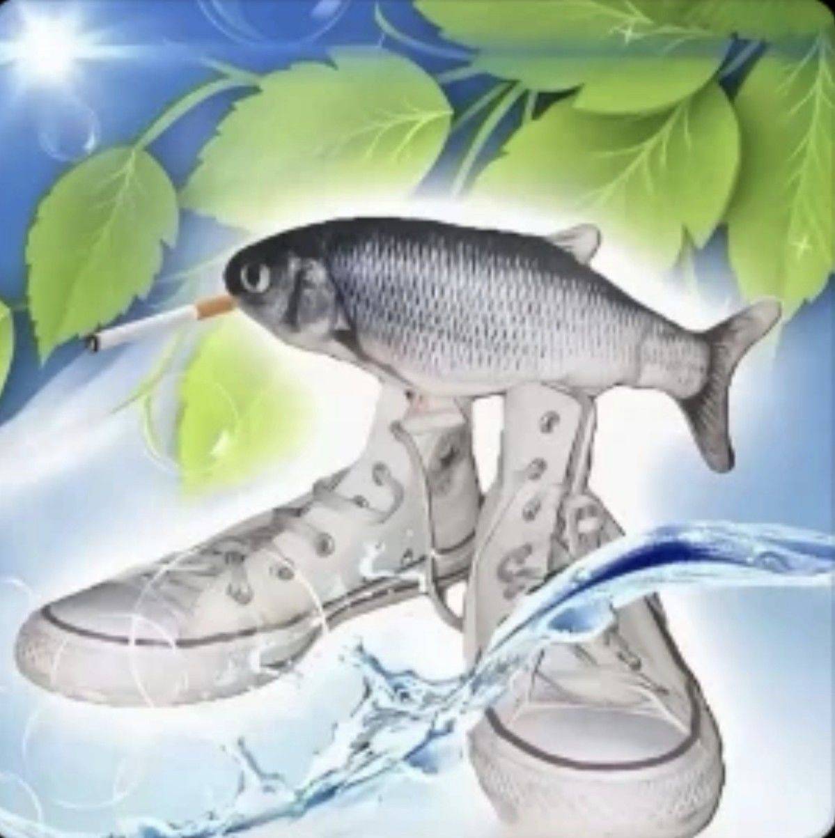 狸猫