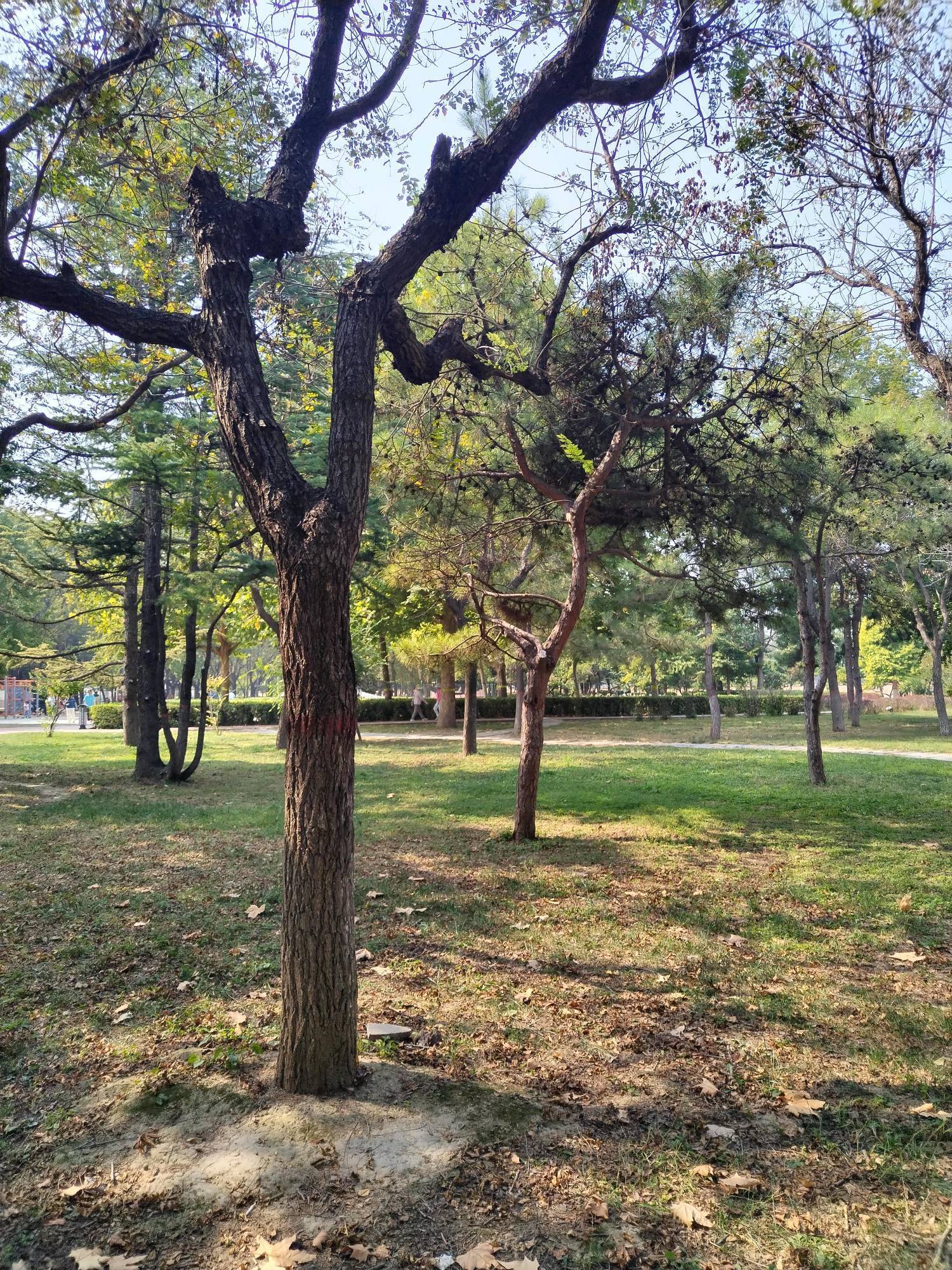太阳照