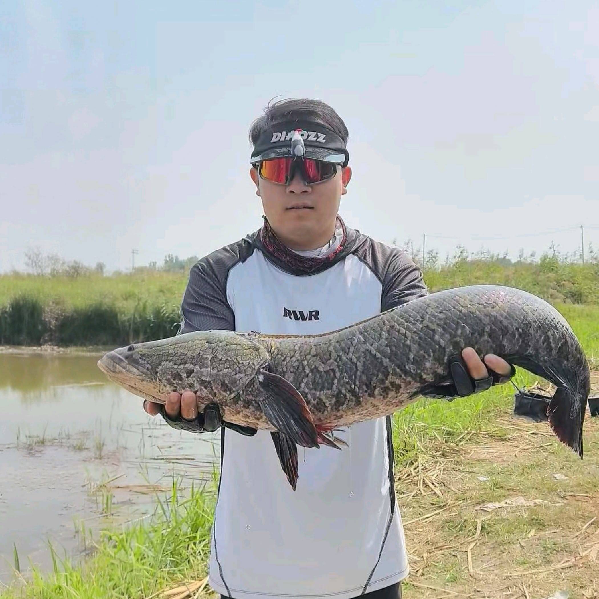树林