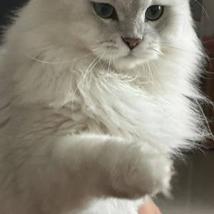 小七
