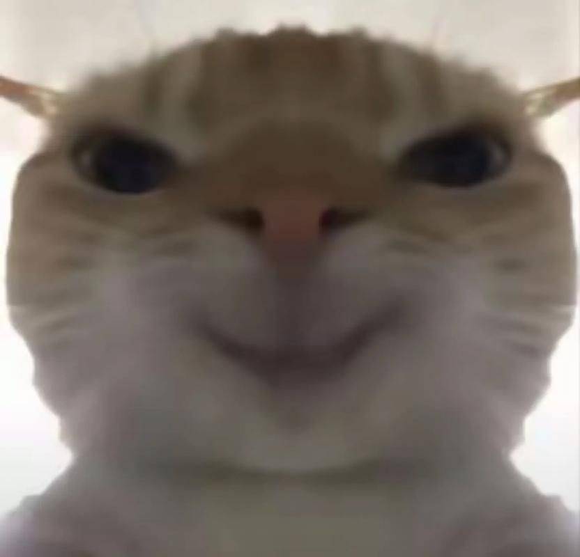 熊崽