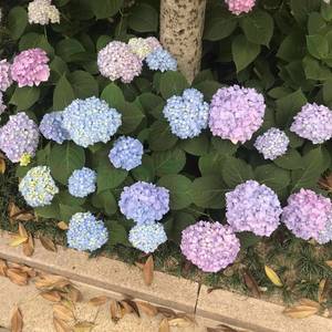 满园春色