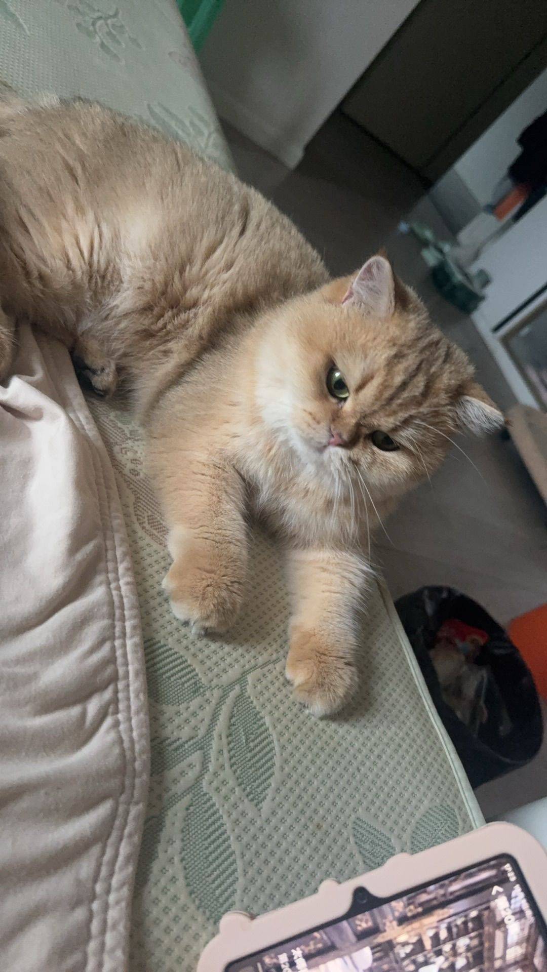 熙熙小兔子