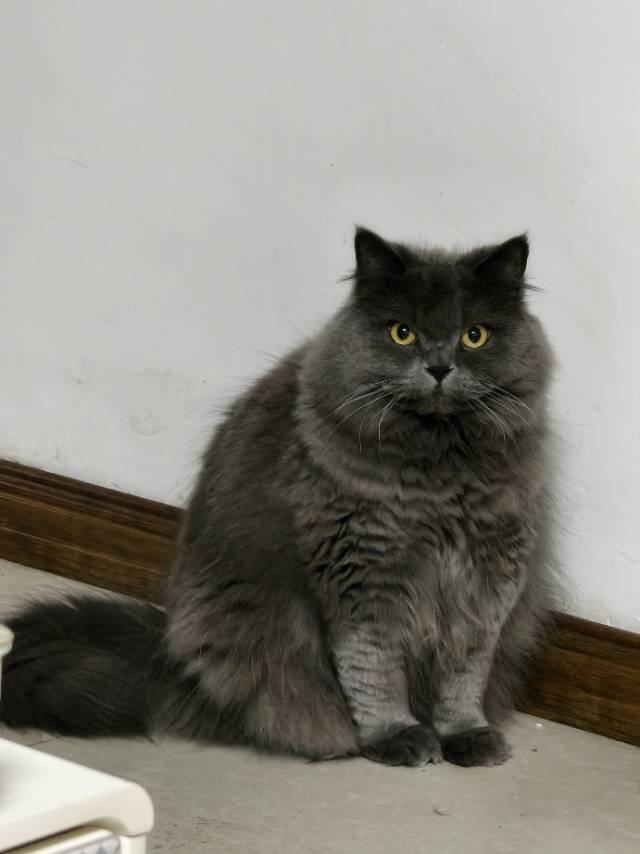枢木丶