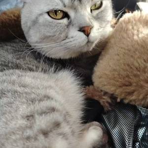 bobi