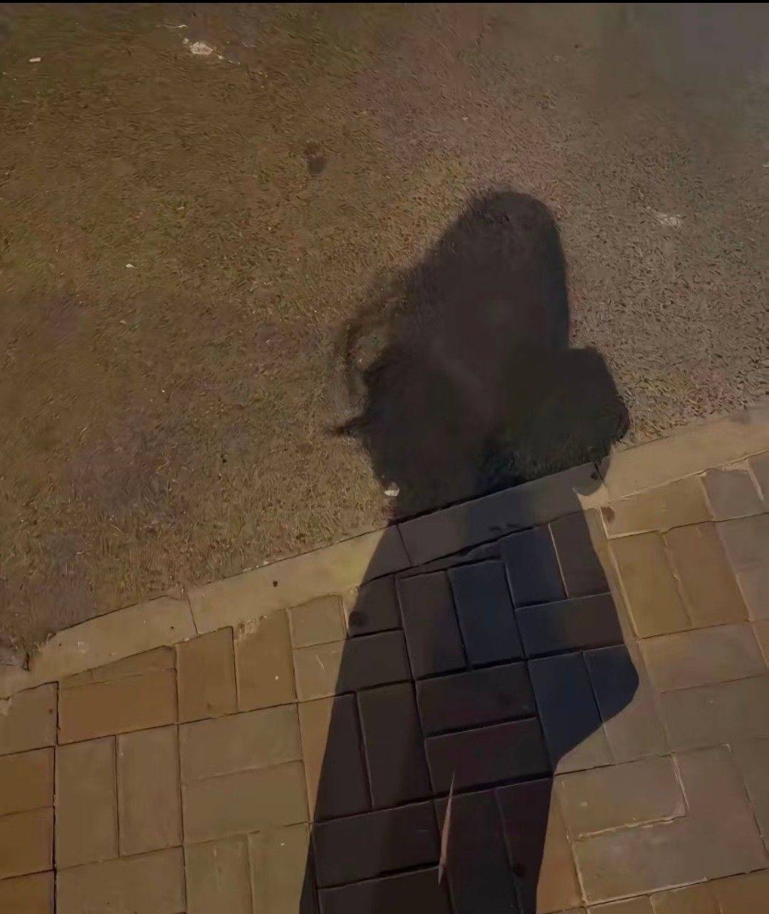 还有十几天转租