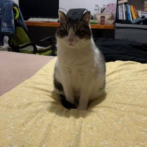 木知