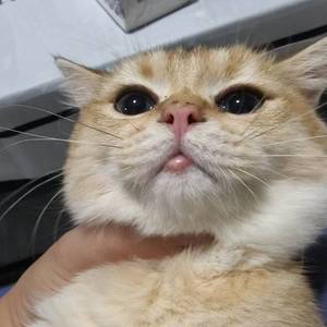 陈嘉豪