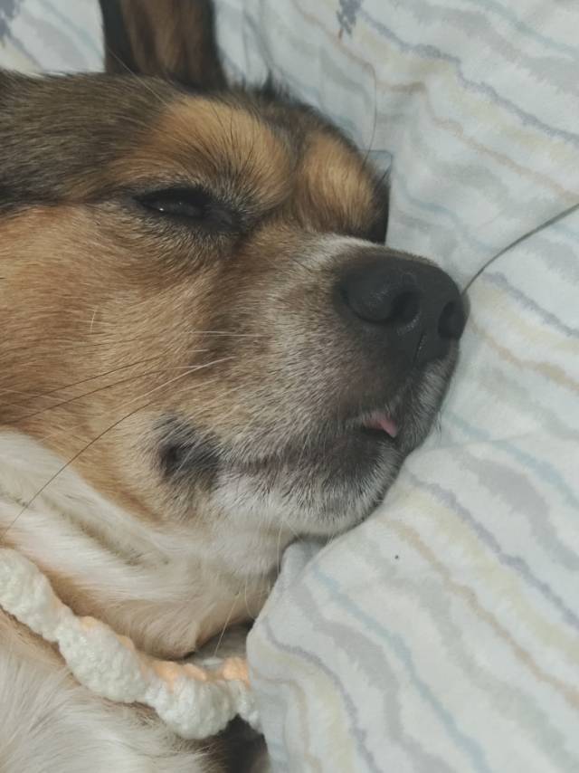¥